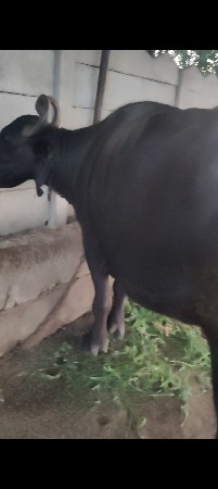 ભેંસ વેચવાની છે