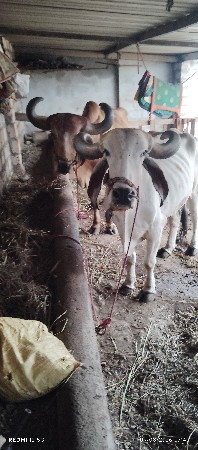 બળદ વેચવાના છે  5 6 ધરના છે