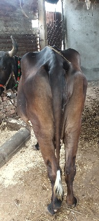 ગાય વેચવાની છે ક્રોશ ત્રીજું