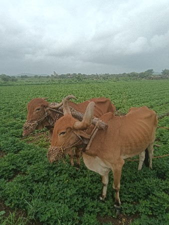 બળદ વેચવાના છે