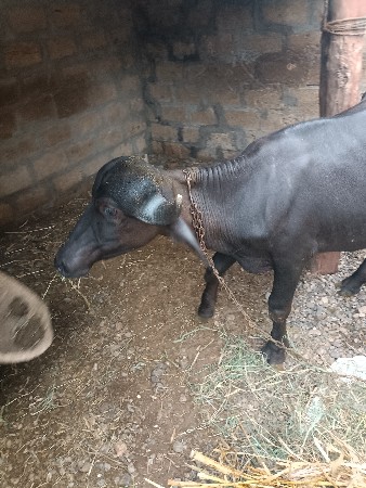 padi vesvani se