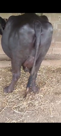 ભેંસ વેચવાની છે