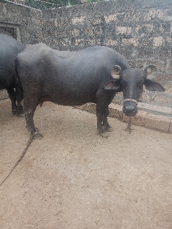 ભેંસ વેચવાની છે