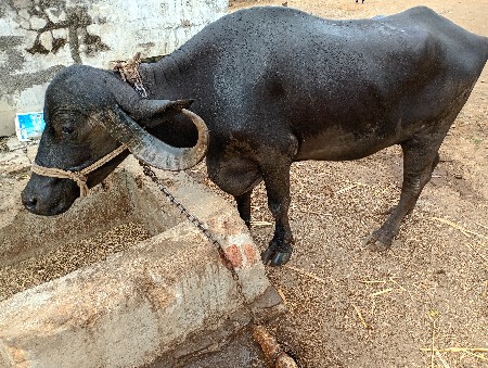 ભેંસ વેચવાની છે
