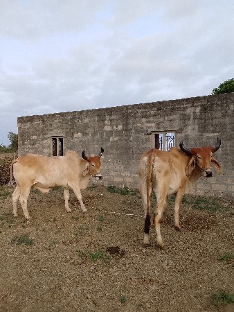 દેવભૂમિ દ્વારકા જિલ્લો જામખંભાળિયા
