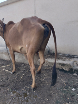 દેશી ગાય વેચવા ની છે
