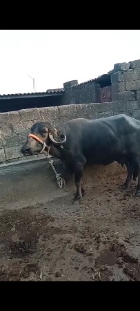 ભેંસ