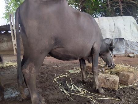 આ ખડેલી વેચવાનીછે