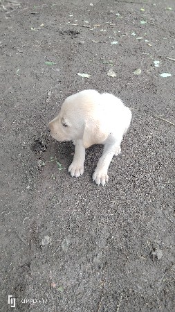 કુતરો