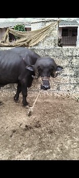 પાડો ખાડાઈ