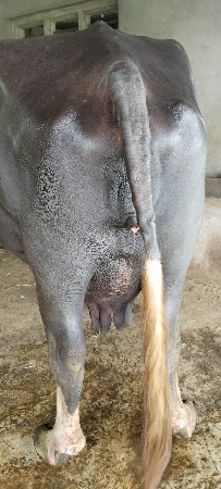 ભેંસ વેચવાની છે