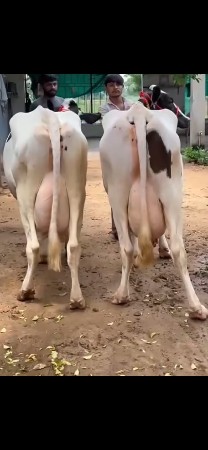 ગાય વેચવાની