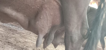 ભેંસ વેચવાની છે