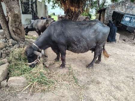 ભેંસ વેચવાની છે