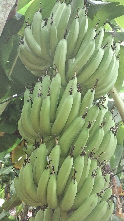 કેળા વેસવાના સે