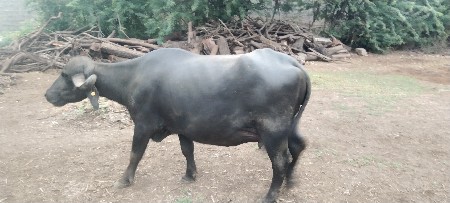 ભેંસ વેશવા ની છે