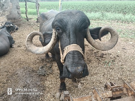 આ ભેસ વેચવાની છે