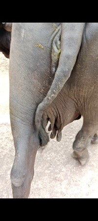 ભેંસ વેચવાની છે ત્રીજુ વેતર