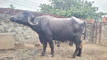 ભેસ વેચવાની છે