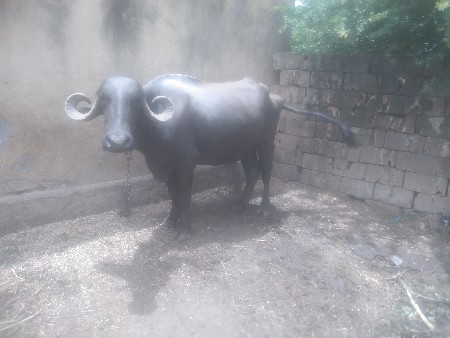 જાફરાબાદી ભેંસ વેચવાની છે