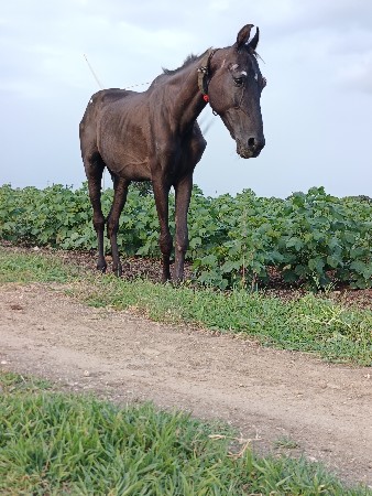 ghodi  થાનલેવાનાકામની છે
