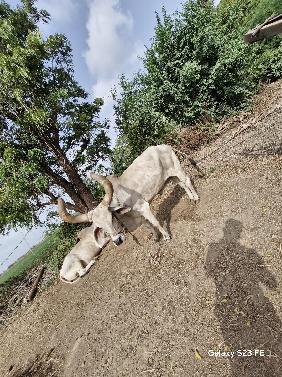 ox