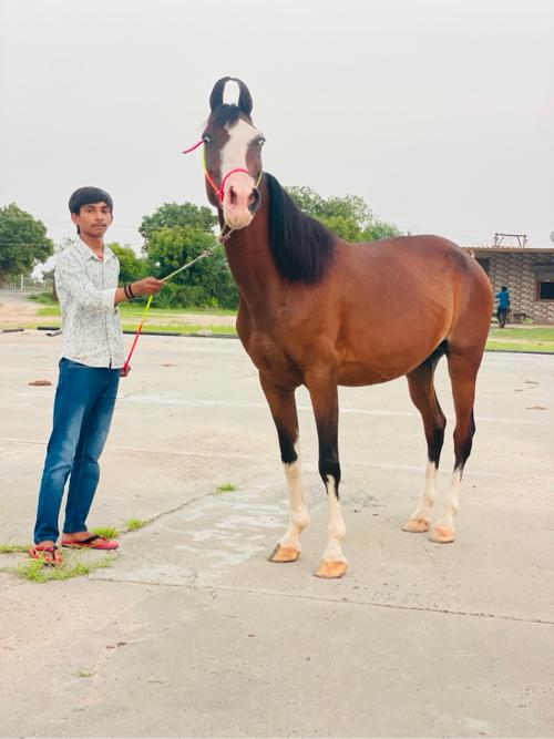 5 વર્ષની ધો ડી છે
1.5 મહિના નુ વછૈરો છે