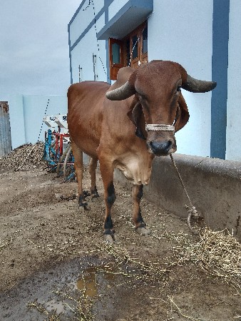 ગાય વેચવાની છે.