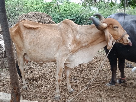 ગાય વેંચવા ની છે