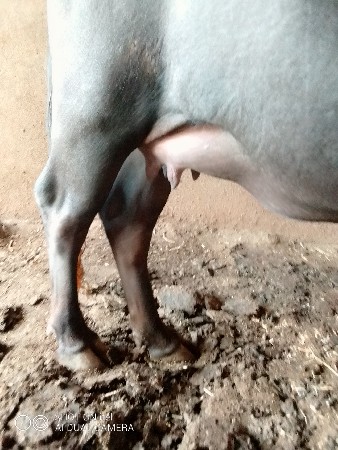વેચવાની છે