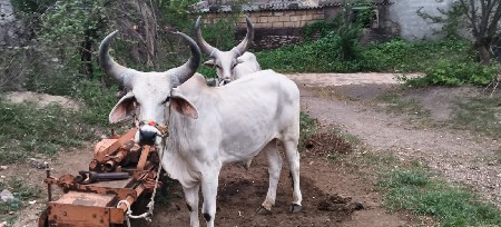 ગોધલા વેચવા ના છે