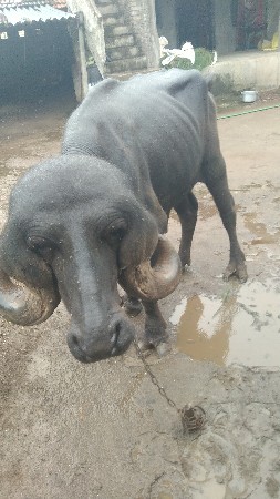 પાડો વેચવાનો છે