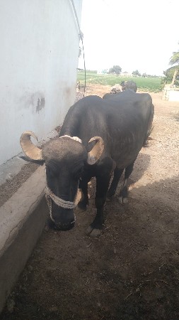 ભેંસ વેચવાની છે ૧૦ મહિનો