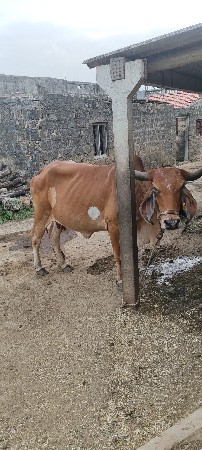 ગાય વેચવાની છે.