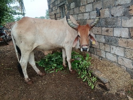 વેસવાના છે