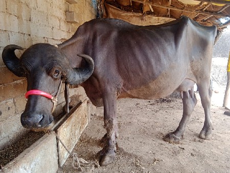 ખરેલી ભેંસ વેચવાની છે
