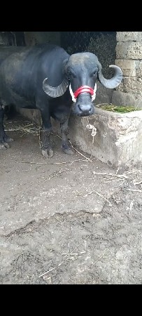 બીજું વેતર