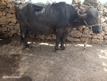 3 ભેસું વેચવાની છે.