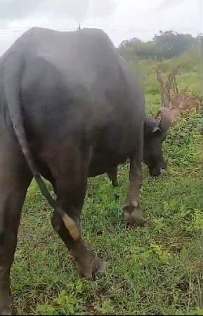 2 bhesh વેશ વા ની se