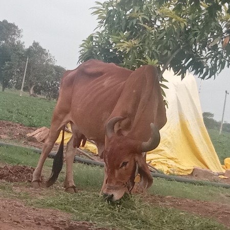 ગાય