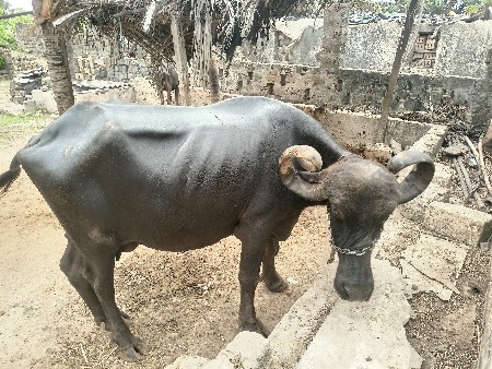 વેચવાની છે