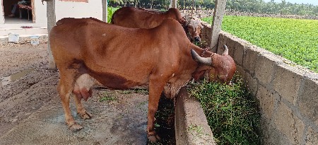 ગીર ગાય  વેચવાની છે