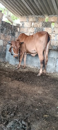 વાશડિ વેશવાનિ સે
