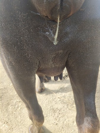 ખળેલી વેચવાની છે