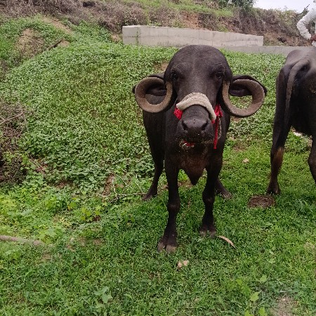ખળેલી વેચવાની છે