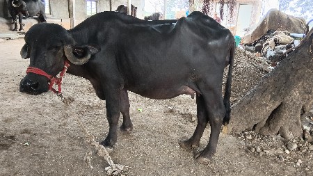 khadeli vechavani