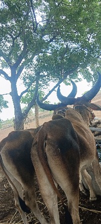 ગોડલા વેચવાના છે