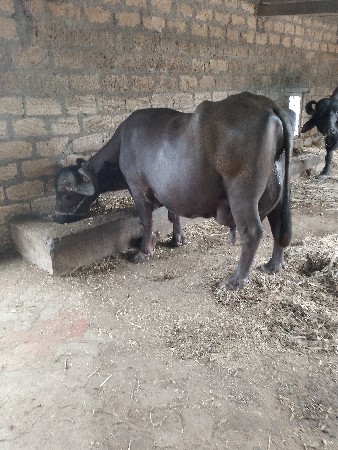 ભેંસ વેચવાની છે
