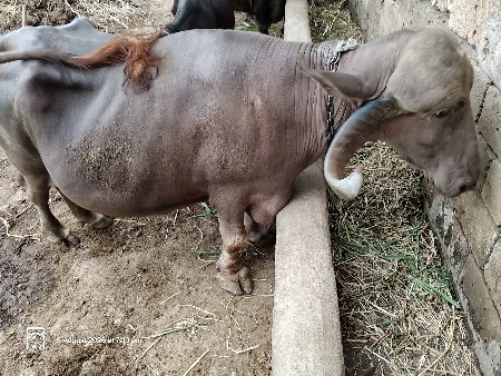 Bhuri bhes vechvani che
