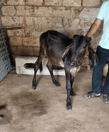 આખી બ્લેક